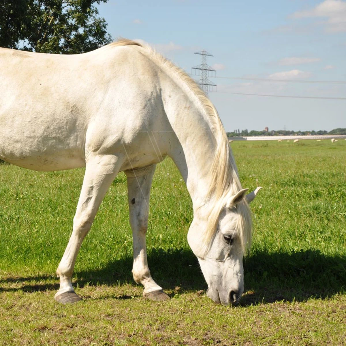 Gallagher Turboline Lint 20 Mm Wit 200m 5 Gallagher Turboline Lint 20 Mm Wit 200m - Afbeelding 5