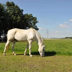 Gallagher Turboline Lint 20 Mm Wit 200m 11 Gallagher Turboline Lint 20 Mm Wit 200m -Silky || KWB || Spax Verkoop 007608 6 GALLAGHER