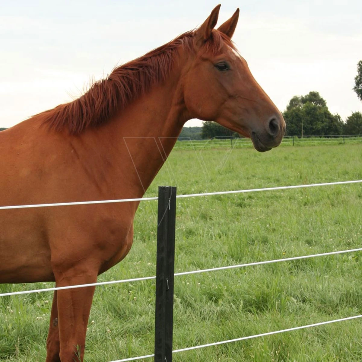 Gallagher Ecopaal 1,50m (4) 2 Gallagher Ecopaal 1,50m (4) - Afbeelding 2