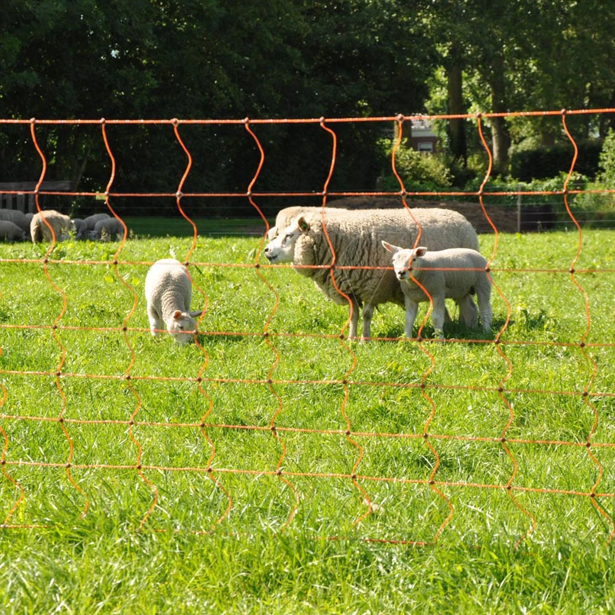 Gallagher Schapennet, Oranje 90/1 - 14/g 8 Gallagher Schapennet, Oranje 90/1 - 14/g - Afbeelding 8