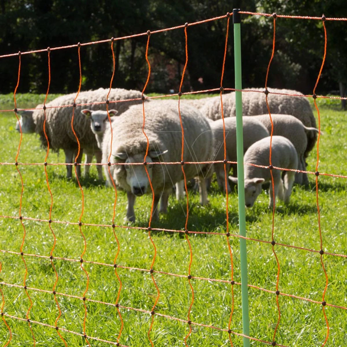 Gallagher Schapennet, Oranje 90/2 - 14/g 4 Gallagher Schapennet, Oranje 90/2 - 14/g - Afbeelding 4