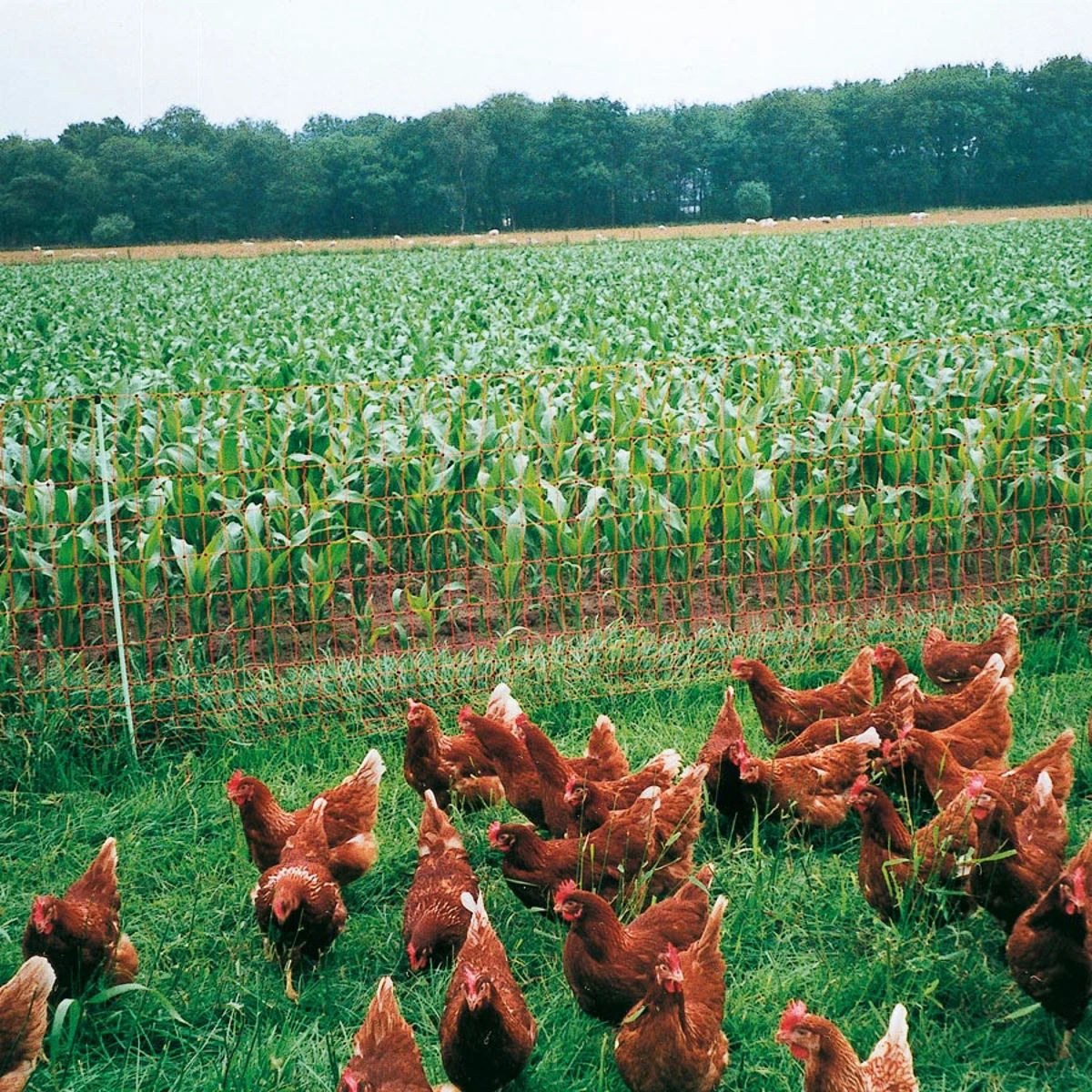 Gallagher Kippennet, Oranje 112/1 - 15/g 2 Gallagher Kippennet, Oranje 112/1 - 15/g - Afbeelding 2