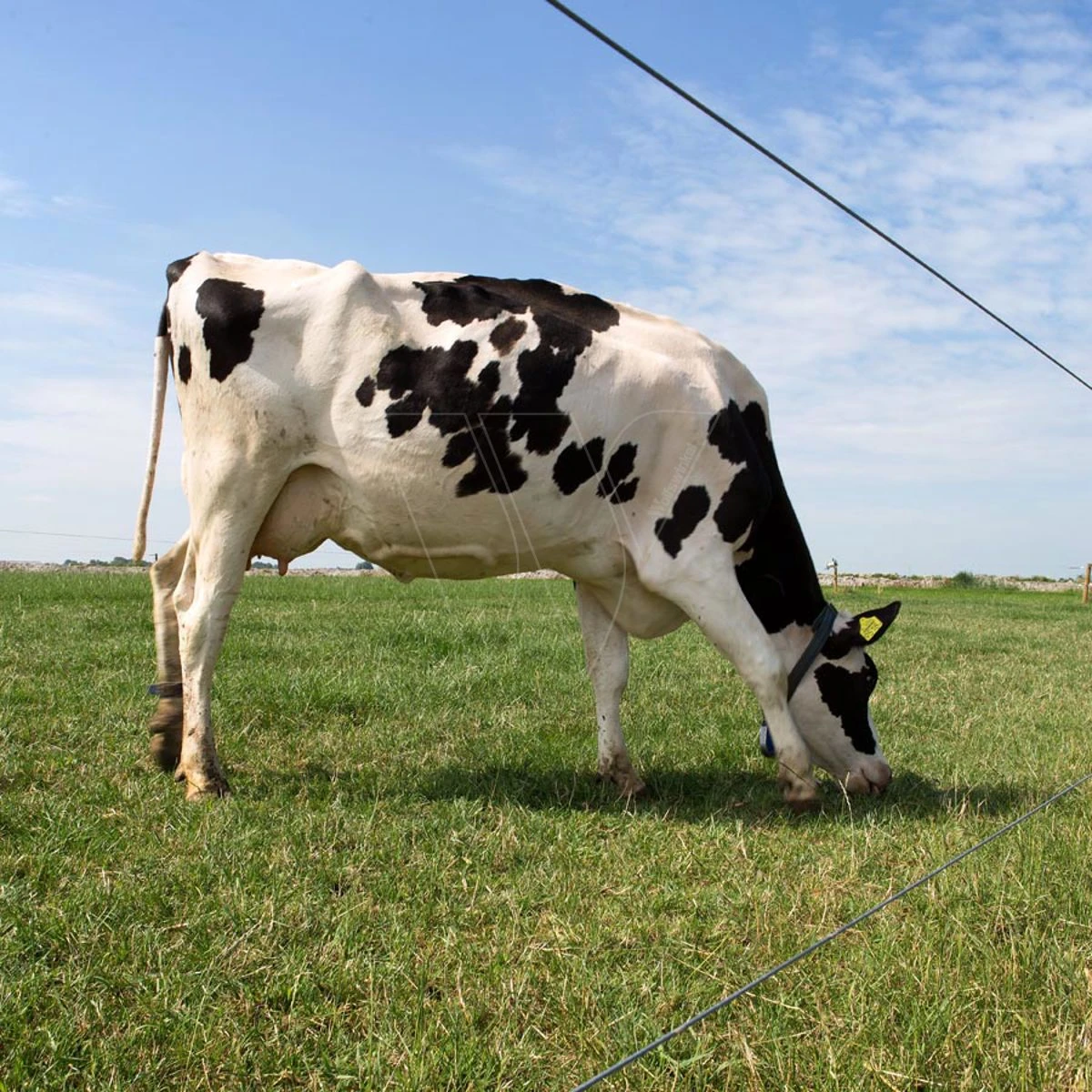 Gallagher Gealuminiseerd Draad Ht 2,5mm 5 Gallagher Gealuminiseerd Draad Ht 2,5mm - Afbeelding 5