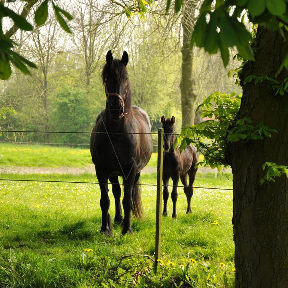 Gallagher Permanentkabel Terra 7,5mm/2,5 6 Gallagher Permanentkabel Terra 7,5mm/2,5 - Afbeelding 6