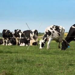 Gallagher Rasterspin (5) -Silky || KWB || Spax Verkoop 056388 6 GALLAGHER