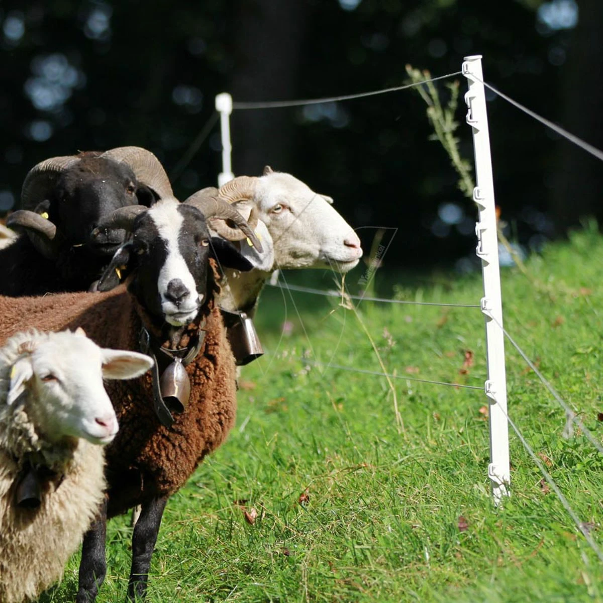 Gallagher Schapenpaal 0,75m Wit (10) 2 Gallagher Schapenpaal 0,75m Wit (10) - Afbeelding 2