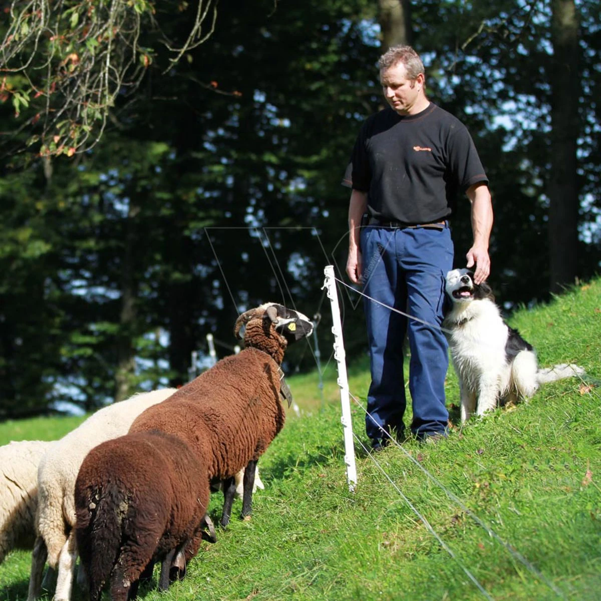 Gallagher Schapenpaal 0,75m Wit (10) 3 Gallagher Schapenpaal 0,75m Wit (10) - Afbeelding 3