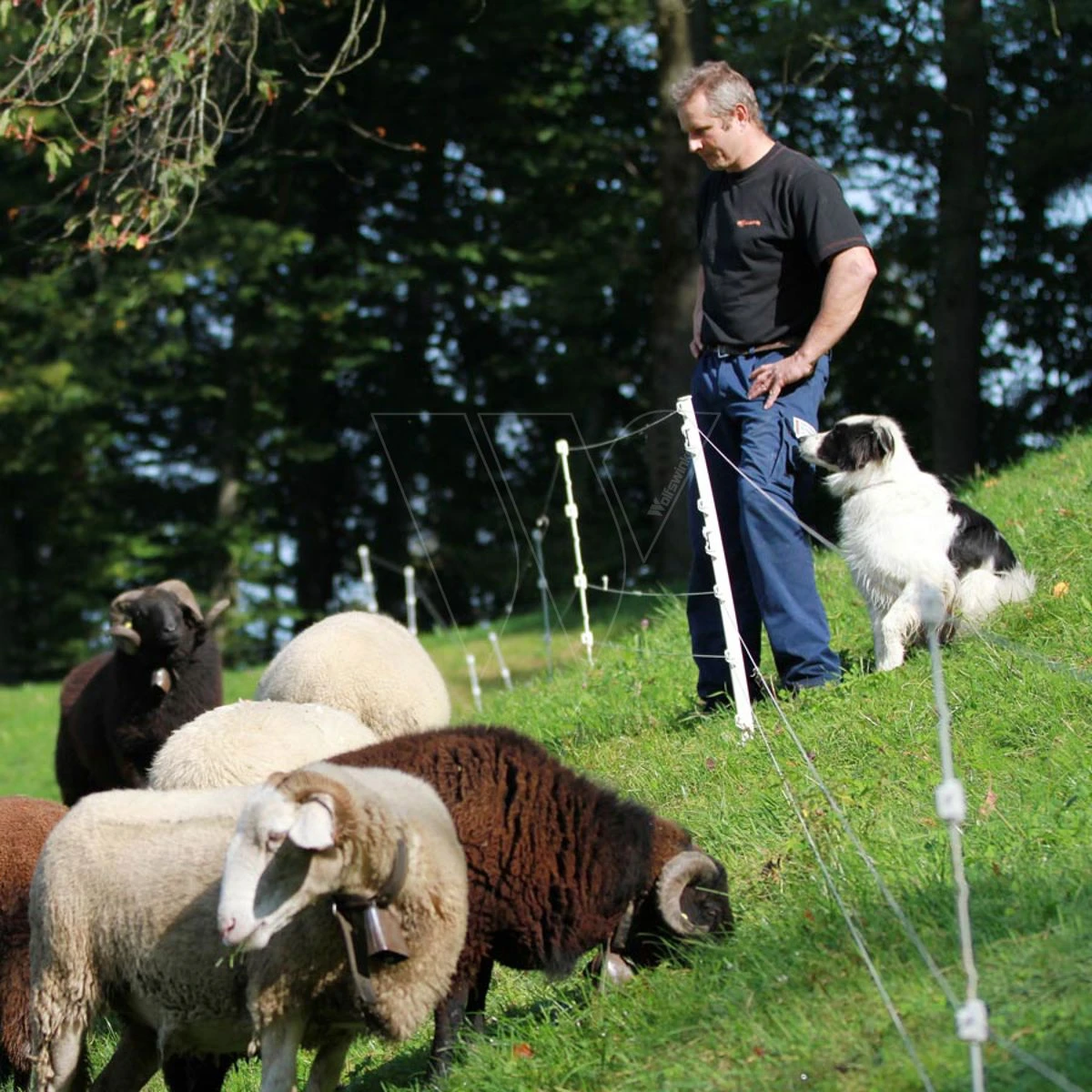 Gallagher Quattro Paal 1,00m (10) 3 Gallagher Quattro Paal 1,00m (10) - Afbeelding 3