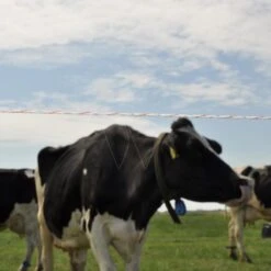 Gallagher Duopack Vidoflex 9 Turboline P 6 Gallagher Duopack Vidoflex 9 Turboline P -Silky || KWB || Spax Verkoop 069323 3 GALLAGHER