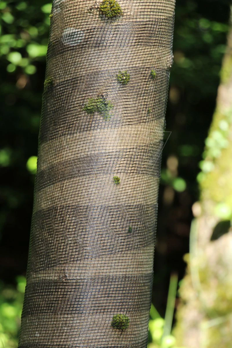 Poly-net 100m X 15cm Boombeschermer 1 Poly-net 100m X 15cm Boombeschermer