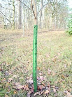 Rainbow Boombeschermers 60cm (100x)