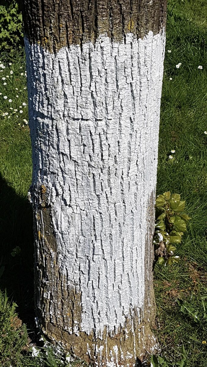 Cortiflex Zonnebrand Voor Bomen 5 Kg 2 Cortiflex Zonnebrand Voor Bomen 5 Kg - Afbeelding 2