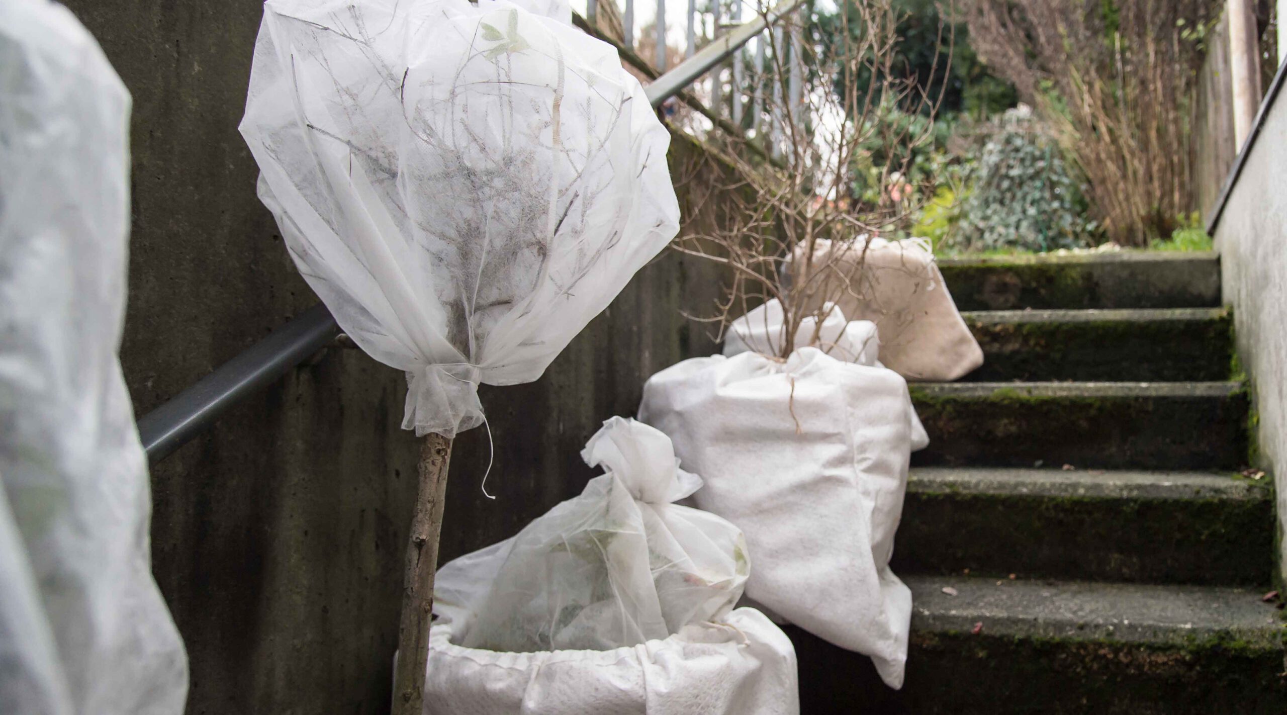 Silky || KWB || Spax Verkoop 21 Silky || KWB || Spax Verkoop -Silky || KWB || Spax Verkoop 2Lhy4gje winterbescherming tuinplanten shutterstock 900x500 1 scaled 1